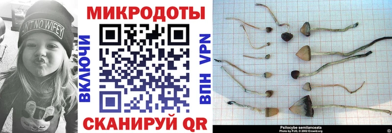 Псилоцибиновые грибы Cubensis где найти Мурманск